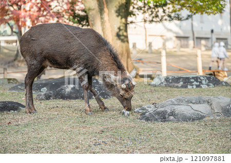 奈良公園の鹿 奈良公園の鹿 121097881