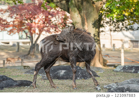 奈良公園の鹿 奈良公園の鹿 121097883