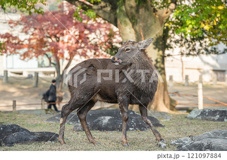 奈良公園の鹿 奈良公園の鹿 121097884