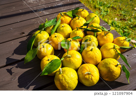 家庭果樹　ジャバラの収穫 121097904