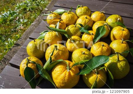 家庭果樹　ジャバラの収穫 121097905