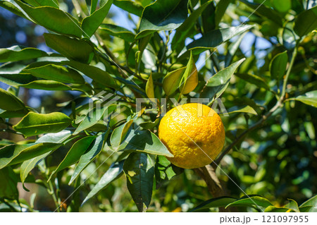 黄色に色づいた樹上のジャバラの実 121097955