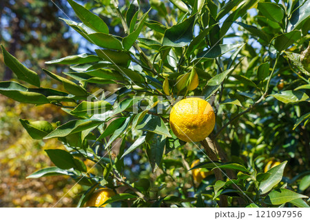 黄色に色づいた樹上のジャバラの実 黄色に色づいた樹上のジャバラの実 121097956