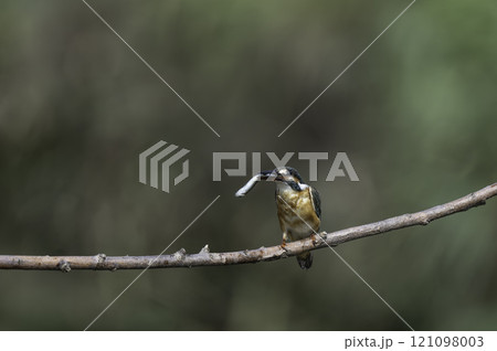 小魚を捕獲して枝に止まるカワセミ 小魚を捕獲して枝に止まるカワセミ 121098003