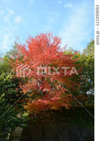 嵯峨野 奥嵯峨の紅葉 京都市右京区嵯峨 嵯峨野 奥嵯峨の紅葉 京都市右京区嵯峨 121098083