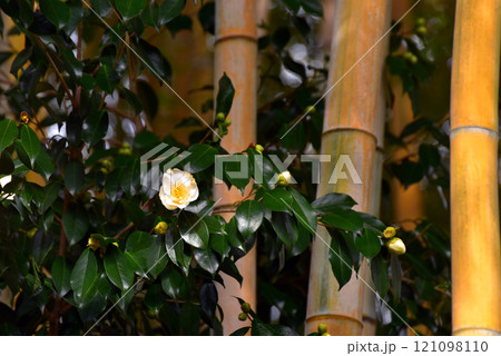 黄金竹に椿の花 竹林公園にて 黄金竹に椿の花 竹林公園にて 121098110