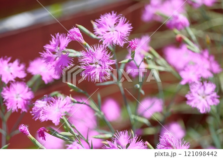 秋の七草　カワラナデシコの花 121098442