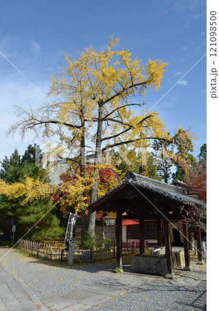 清涼寺　手水舎とイチョウの黄葉　京都市右京区嵯峨 121098500