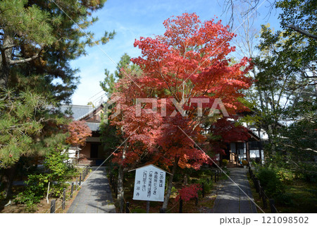 清涼寺　イチョウの黄葉と野点傘　京都市右京区嵯峨 121098502