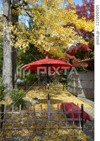 清涼寺　イチョウの黄葉と野点傘　京都市右京区嵯峨 121098505