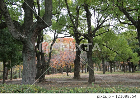 紅葉が彩る大阪城公園 紅葉が彩る大阪城公園 121098554