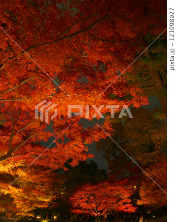 ライトアップされた美しい紅葉 自然風景(2024年12月) ライトアップされた美しい紅葉 自然風景(2024年12月) 121098927