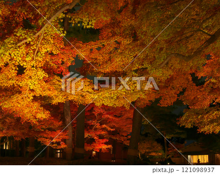 ライトアップされた美しい紅葉　 自然風景（2024年12月） 121098937