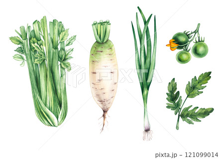 Watercolors Plants Vegetables Botanical Illustrations Watercolors Plants Vegetables Botanical Illustrations 121099014