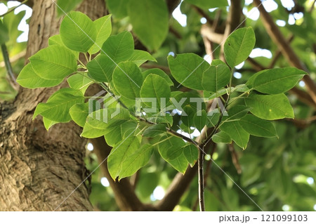 自然　植物　ヤマゴボウノキ、別名『メキシコヤマゴボウ』。葉や果実は誘有毒だそうです 121099103