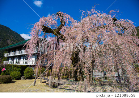 境内に咲く枝垂れ桜 121099359