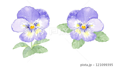 水彩で描いたパンジーの花 121099395