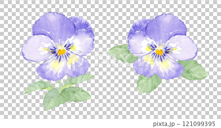 水彩で描いたパンジーの花 121099395