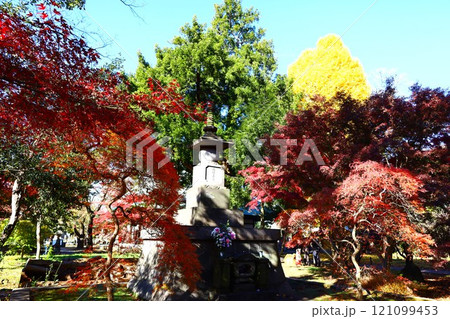 九品仏境内の色とりどりの紅葉 九品仏境内の色とりどりの紅葉 121099453