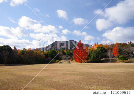 《大きなフウの木・赤いクリスマスツリー》「三重県民の森」の紅葉  《大きなフウの木・赤いクリスマスツリー》「三重県民の森」の紅葉  121099613