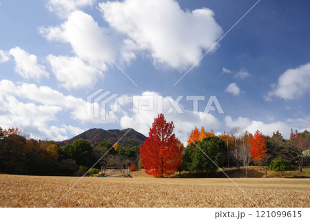 《大きなフウの木・赤いクリスマスツリー》「三重県民の森」の紅葉 《大きなフウの木・赤いクリスマスツリー》「三重県民の森」の紅葉 121099615
