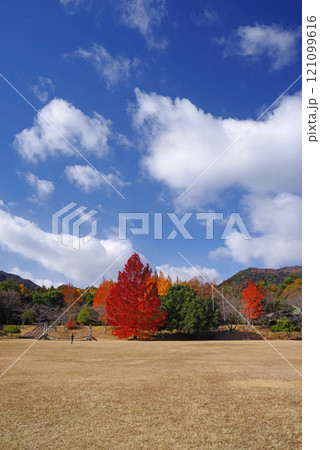 《大きなフウの木・赤いクリスマスツリー》「三重県民の森」の紅葉　 121099616