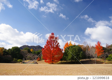 《大きなフウの木・赤いクリスマスツリー》「三重県民の森」の紅葉　 121099618