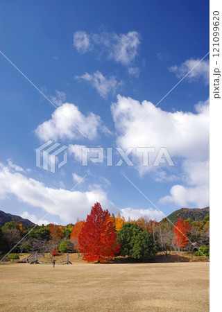 《大きなフウの木・赤いクリスマスツリー》「三重県民の森」の紅葉  《大きなフウの木・赤いクリスマスツリー》「三重県民の森」の紅葉  121099620