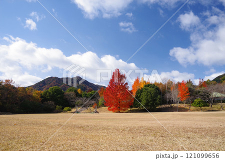 《大きなフウの木・赤いクリスマスツリー》「三重県民の森」の紅葉　 121099656