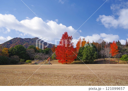 《大きなフウの木・赤いクリスマスツリー》「三重県民の森」の紅葉　 121099657