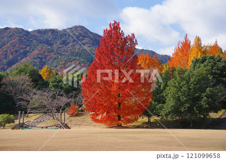 《大きなフウの木・赤いクリスマスツリー》「三重県民の森」の紅葉 《大きなフウの木・赤いクリスマスツリー》「三重県民の森」の紅葉 121099658
