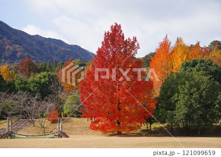 《大きなフウの木・赤いクリスマスツリー》「三重県民の森」の紅葉　 121099659