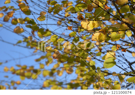 Autumn leaves in the sky(Katsura tree)，紅葉色づき始めの桂の葉 121100074