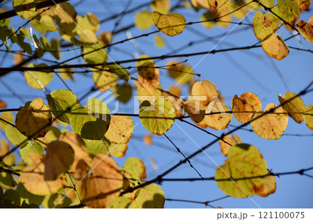 Autumn leaves in the sky(Katsura tree)，紅葉色づき始めの桂の葉 121100075