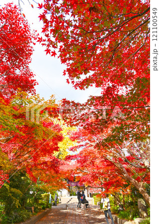 【山口県山口市】秋の大内氏遺跡・紅葉のトンネル 【山口県山口市】秋の大内氏遺跡・紅葉のトンネル 121100549