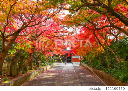 【山口県山口市】秋の大内氏遺跡・紅葉のトンネル 121100550
