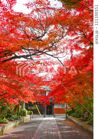 【山口県山口市】秋の大内氏遺跡・紅葉のトンネル 121100551