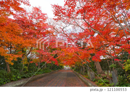 【山口県山口市】秋の大内氏遺跡・紅葉のトンネル 121100553