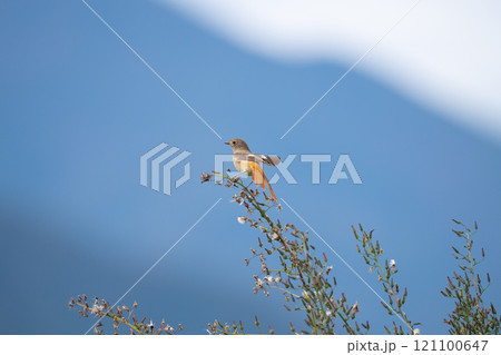 初冬、農耕地で越冬するジョウビタキ雌04 121100647