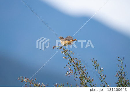 初冬、農耕地で越冬するジョウビタキ雌03 121100648