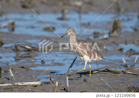 初冬、ハス田に立ち寄ったアカガシラサギ冬羽12 初冬、ハス田に立ち寄ったアカガシラサギ冬羽12 121100656
