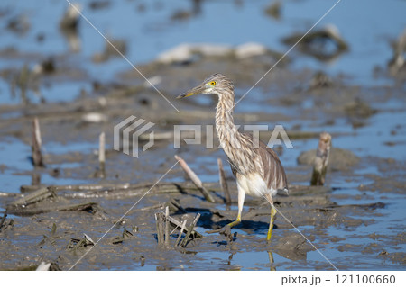 初冬、ハス田に立ち寄ったアカガシラサギ冬羽01 121100660