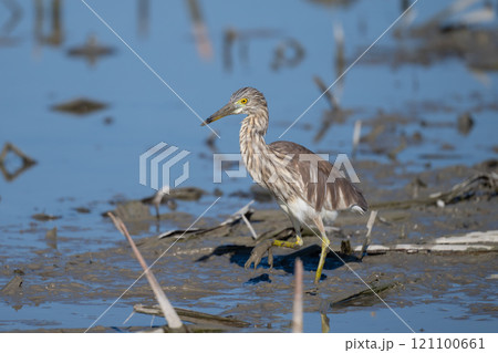 初冬、ハス田に立ち寄ったアカガシラサギ冬羽08 初冬、ハス田に立ち寄ったアカガシラサギ冬羽08 121100661