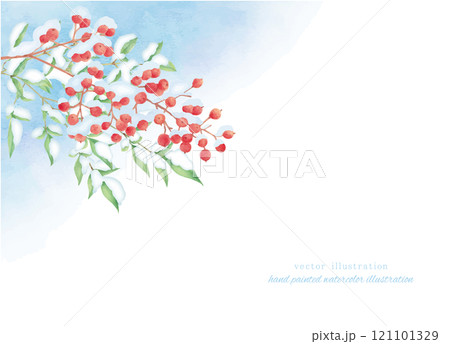 水彩で描いた雪持ち南天のベクターイラスト 121101329