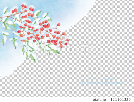 水彩で描いた雪持ち南天のベクターイラスト 121101329