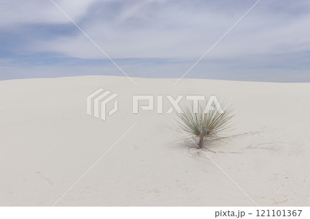 ホワイトサンズ国立公園の景色  121101367