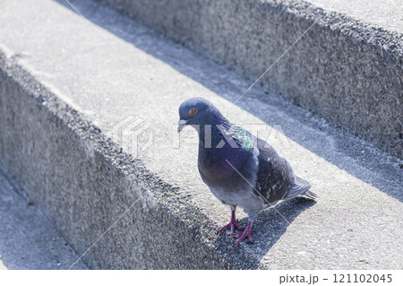 階段に佇む鳩 121102045