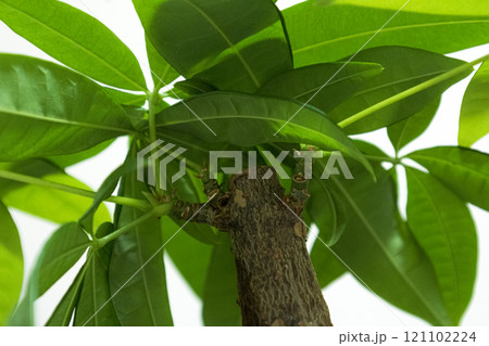 下から見たパキラ 観葉植物 下から見たパキラ 観葉植物 121102224