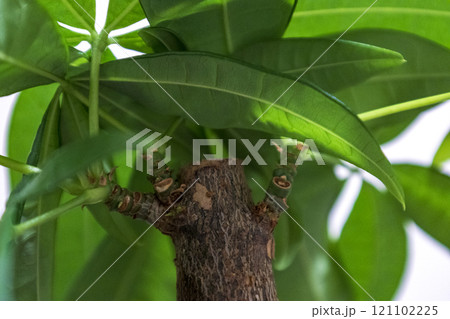 下から見たパキラ 観葉植物 下から見たパキラ 観葉植物 121102225