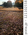 冬の公園　落葉と枯葉の絨毯 121102558